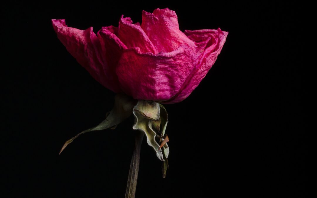 Funeral rose